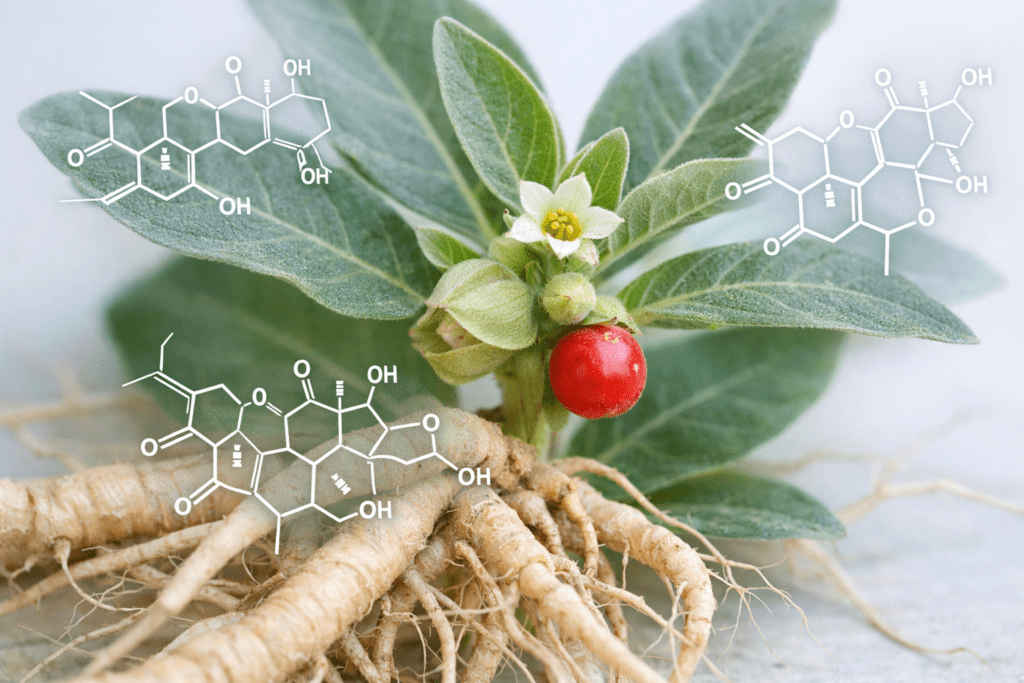 Ashwagandha root botanical cross-section with withanolide molecular structure for adaptogenic herb research