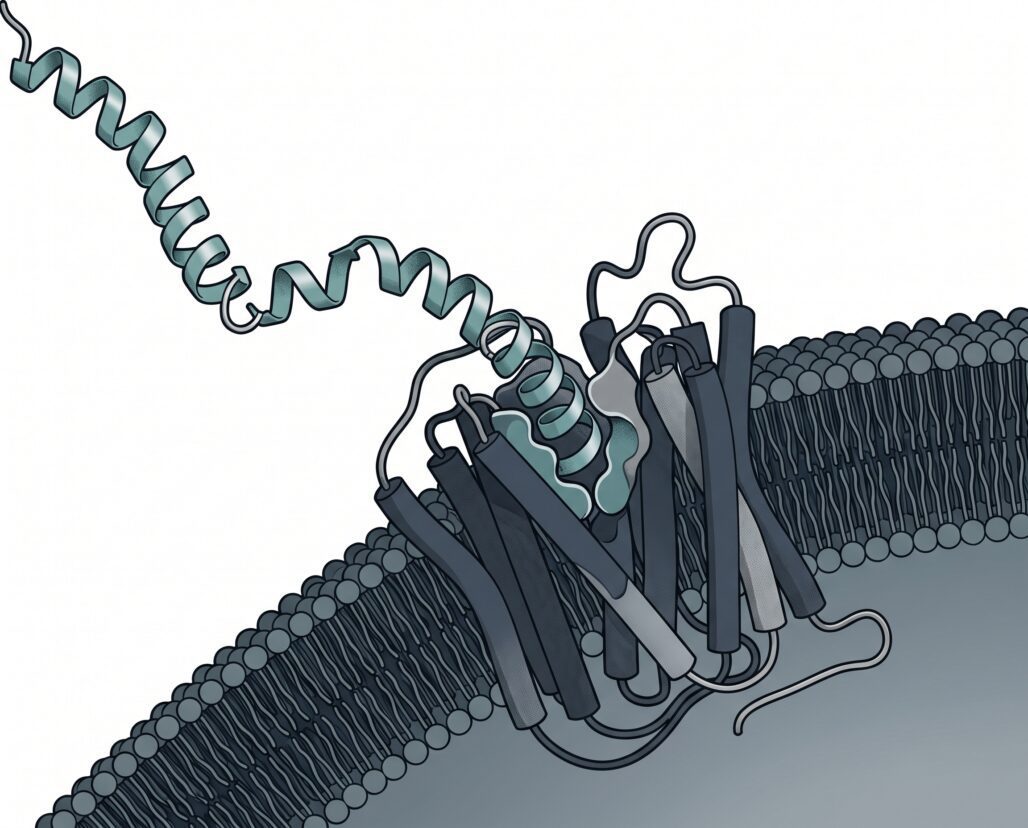 calcitonin-salmon-explained hero