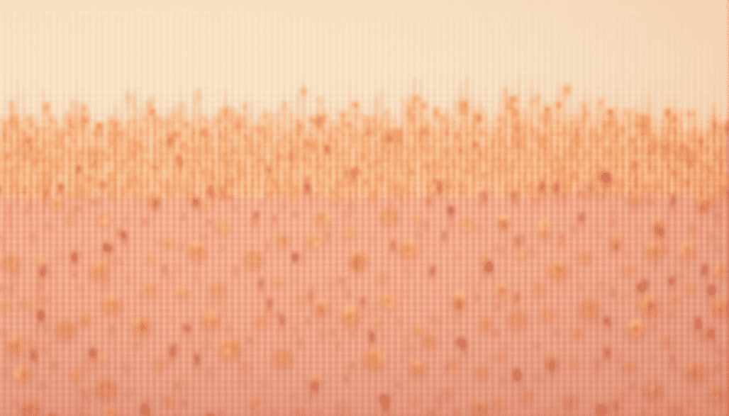 Editorial scientific: dermal cross-section showing thinning collagen after menopause