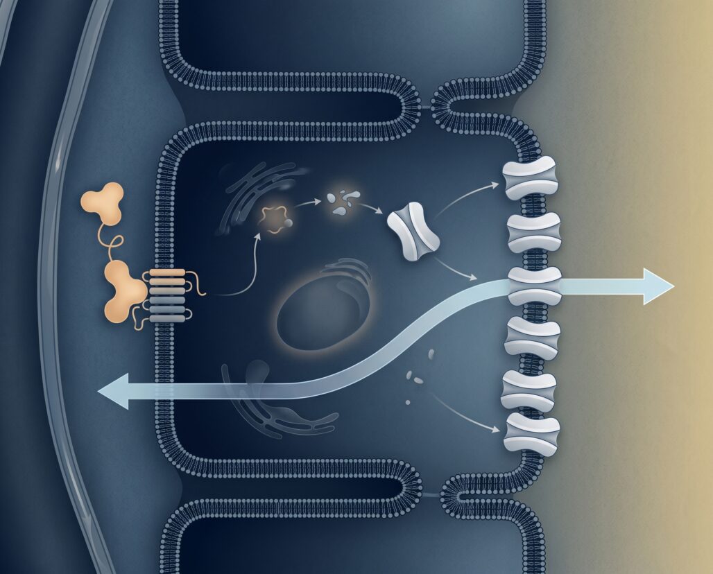 vasopressin-ddavp-explained hero